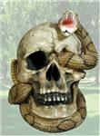FSD14206 Crotelus Rattle Snake with Skull